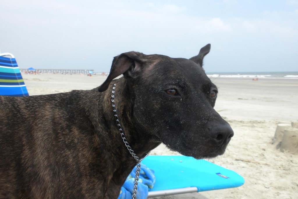 sadie-beach