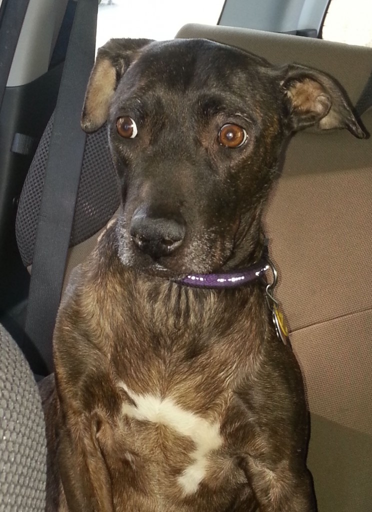 sadie-car